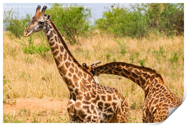 Sparring Masai Giraffe Print by Howard Kennedy