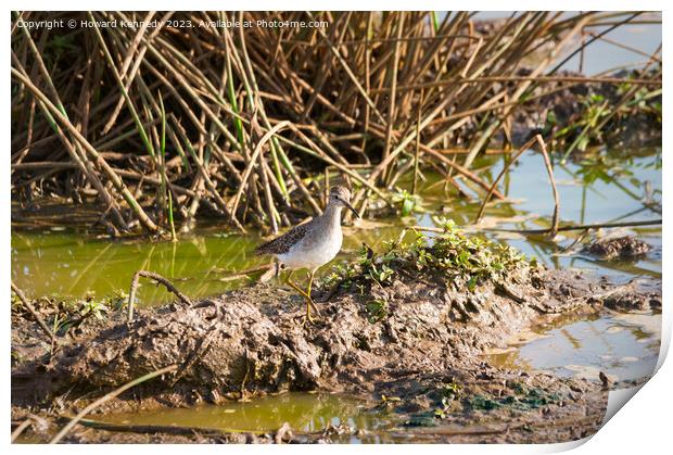 Wood Sandpiper Print by Howard Kennedy