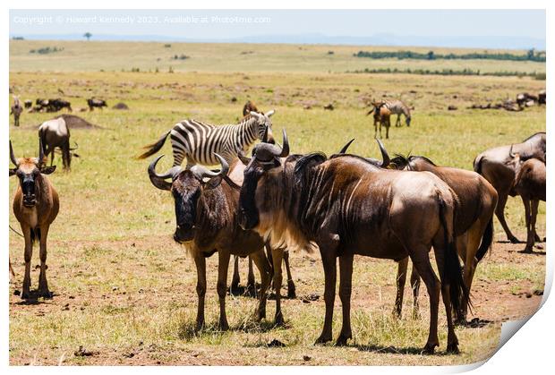 Wildebeest and Zebra on the Great Migration Print by Howard Kennedy
