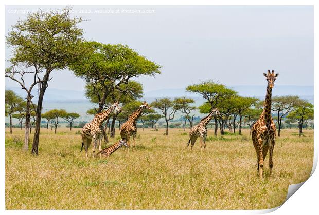 Tower of Giraffe in the Mara Triangle Print by Howard Kennedy