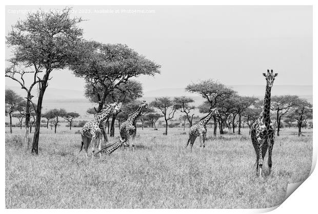 Tower of Giraffe in the Mara Triangle in black and white Print by Howard Kennedy
