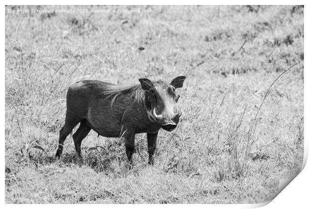 Warthog female in black and white Print by Howard Kennedy