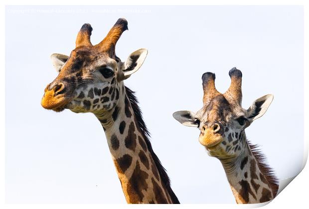 Close-up of Masai Giraffe pair Print by Howard Kennedy