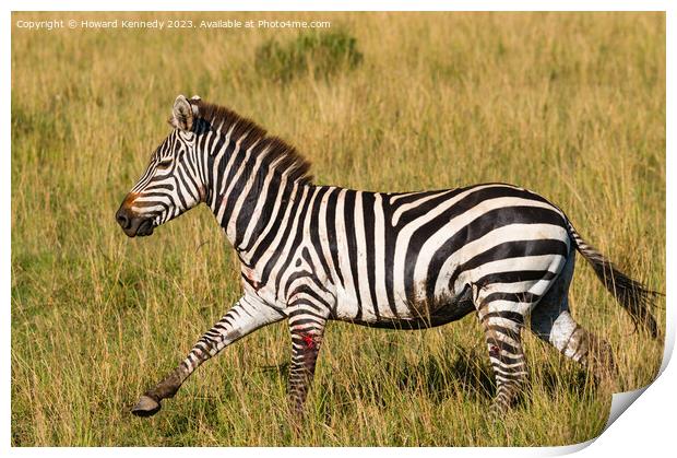 Injured Burchell's Zebra Print by Howard Kennedy