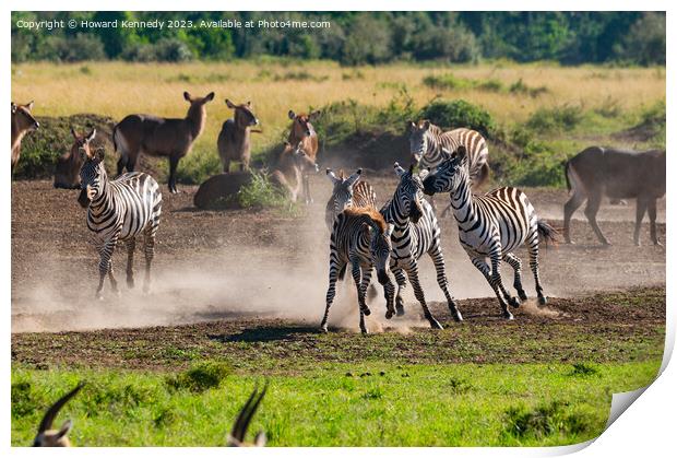 Zebra foal trying to escape being trampled by fighting stallions Print by Howard Kennedy