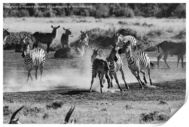 Zebra foal trying to escape being trampled by fighting stallions in black and white Print by Howard Kennedy
