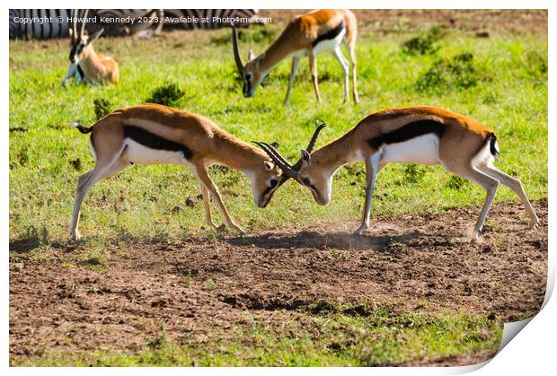 Sparring Thomson's Gazelle Print by Howard Kennedy