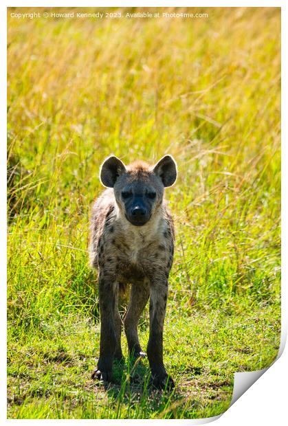 Curious Spotted Hyena Print by Howard Kennedy