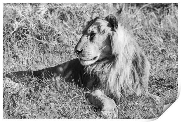 Male Lion in Masai Mara in black and white Print by Howard Kennedy