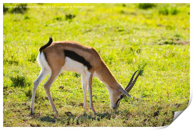 Thomson's Gazelle grazing in Masai Mara Print by Howard Kennedy