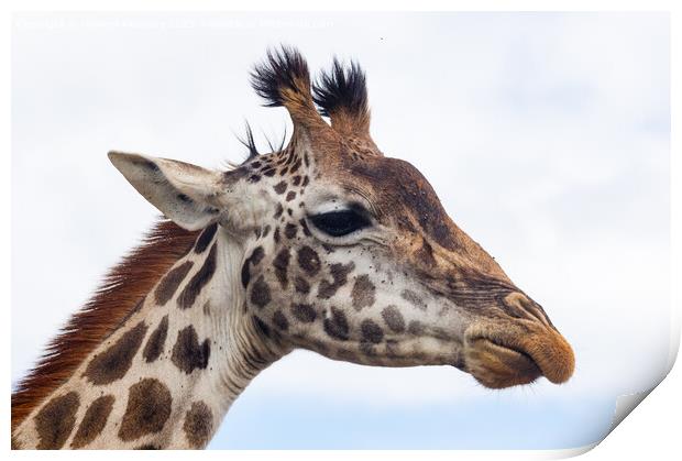 Giraffe headshot Print by Howard Kennedy