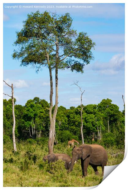 Elephant family browsing Print by Howard Kennedy