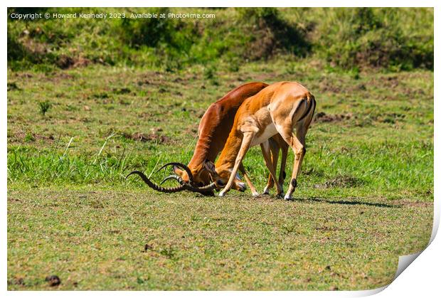 Male Impala fighting Print by Howard Kennedy