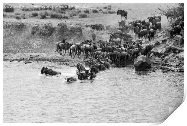 Wildebeest dodging Crocodile as they cross the Mara River during the Great Migration in black and white Print by Howard Kennedy
