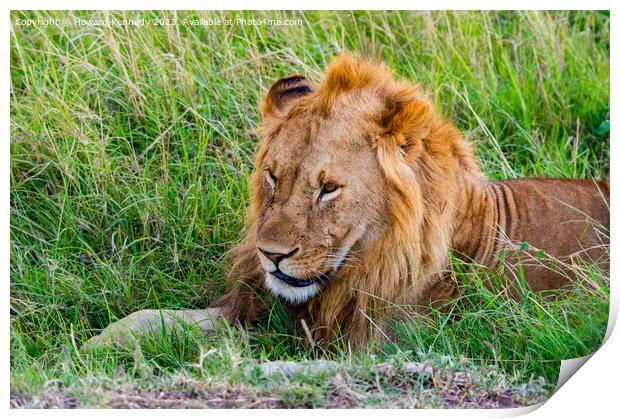 Male Lion resting Print by Howard Kennedy