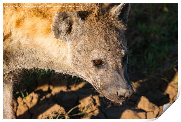 Pregnant female Spotted Hyena close-up Print by Howard Kennedy