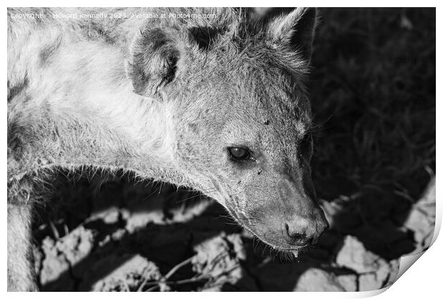 Pregnant female Spotted Hyena close-up in black and white Print by Howard Kennedy