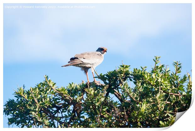 Dark Chanting Goshawk Print by Howard Kennedy