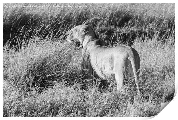 Lioness looking out from long grass in black and white Print by Howard Kennedy