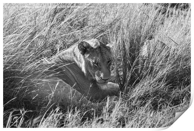 Immature male Lion hiding in long grass in black and white Print by Howard Kennedy