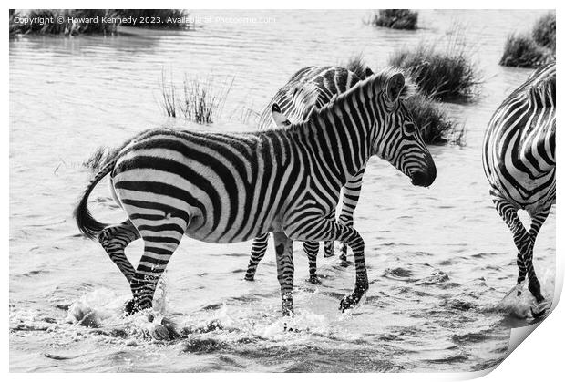 Burchell's Zebra in waterhole in black and white Print by Howard Kennedy