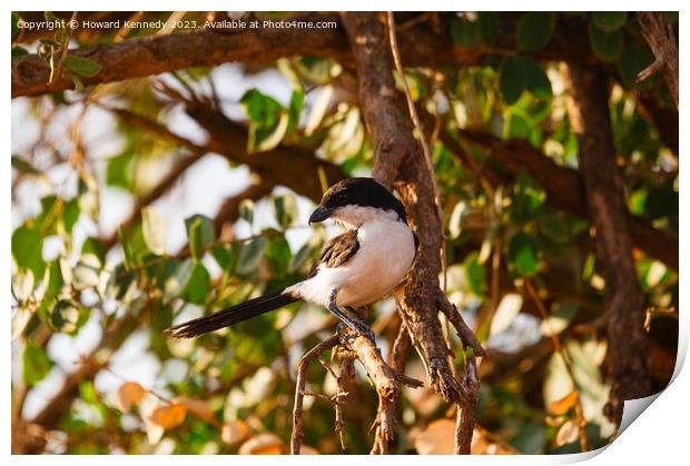 Long-Tailed Fiscal Print by Howard Kennedy