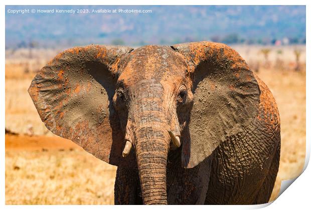 Young female Elephant close-up Print by Howard Kennedy