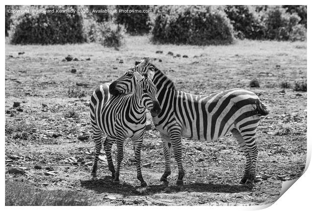 Burchell's Zebra in black and white Print by Howard Kennedy
