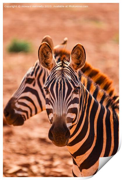 Burchell's Zebra close-up Print by Howard Kennedy