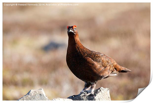 Red Grouse Print by Howard Kennedy