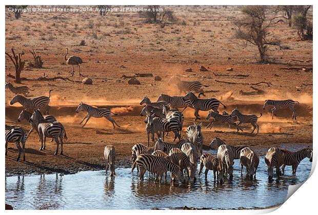 Busy time at the waterhole Print by Howard Kennedy