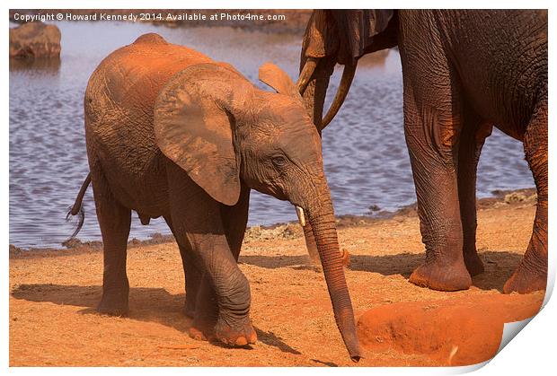  Baby Elephant by a waterhole Print by Howard Kennedy