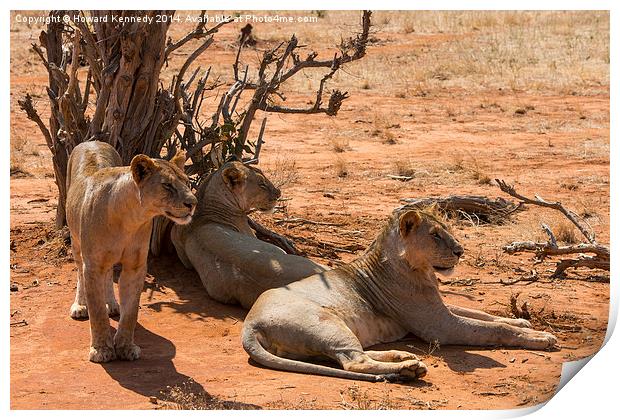 African Lion Family Portrait Print by Howard Kennedy