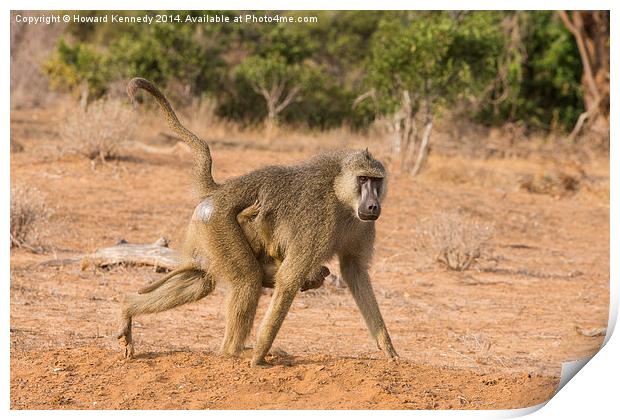 Yellow Baboon Mother Print by Howard Kennedy