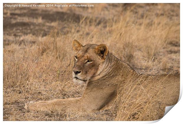 Lioness waiting Print by Howard Kennedy