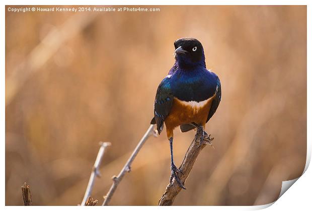 Superb Starling Print by Howard Kennedy