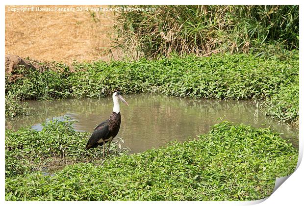 Woolly-Necked Stork Print by Howard Kennedy