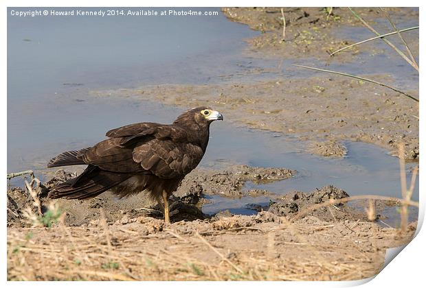 Juvenile Palm-Nut Vulture Print by Howard Kennedy