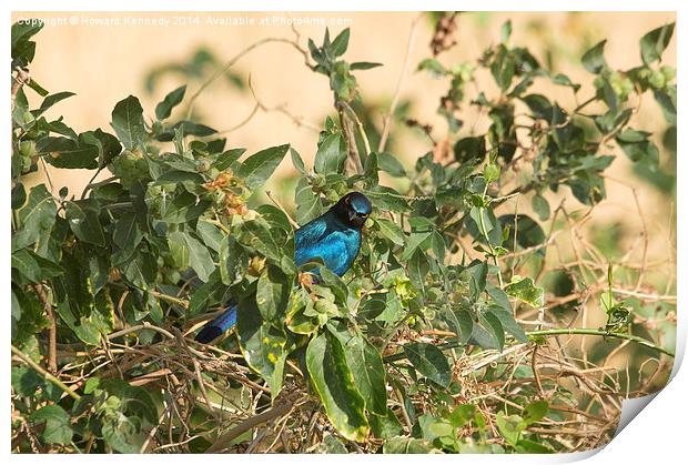 Greater Blue-Eared Starling Print by Howard Kennedy
