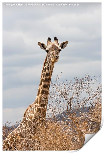 Masai Giraffe Print by Howard Kennedy