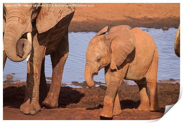 Baby Elephant Print by Howard Kennedy