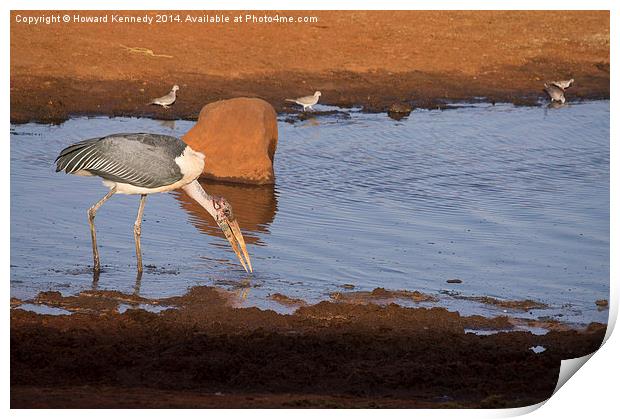 Maribou Stork hunting Print by Howard Kennedy