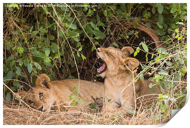 Lion cubs resting under a bush Print by Howard Kennedy