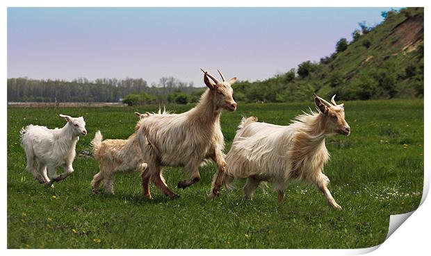 Jogging goats Print by Paul Piciu-Horvat