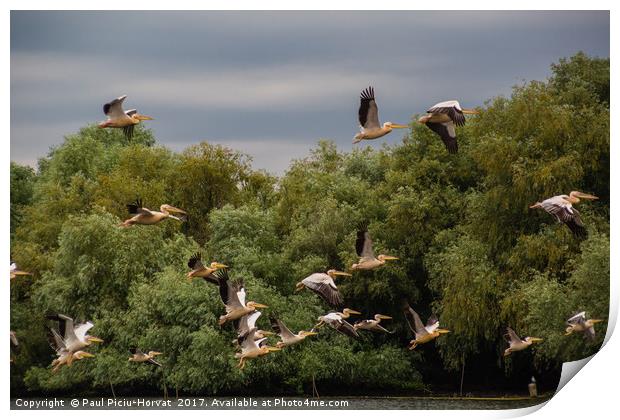 Pelican Flight Print by Paul Piciu-Horvat