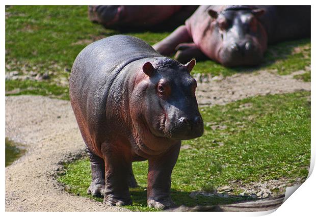 Baby Hippo Print by Paul Piciu-Horvat