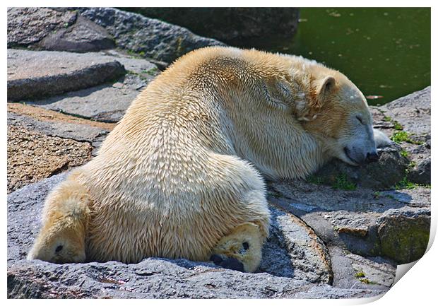 Sleepy Polar Bear Print by Paul Piciu-Horvat