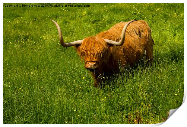  Highland Cow Print by Richard Auty