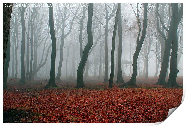  Foggy Forest Print by Richard Auty