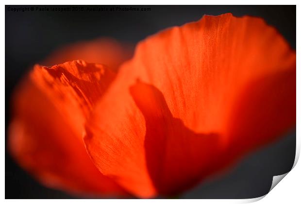 Shiny Poppy Print by Paola Iacopetti